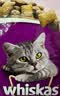 伟嘉成猫猫粮3.6kg海洋鱼味布偶夹心粮【原料透明】 实拍图