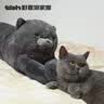 野兽派家居（tbh）懒蓝猫长条抱枕靠垫卧室办公室抱枕沙发可爱腰枕车载抱枕 实拍图