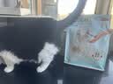 京东京造全价成猫猫粮海洋鱼2kg 鱼油美毛 幼猫粮 明日达 实拍图