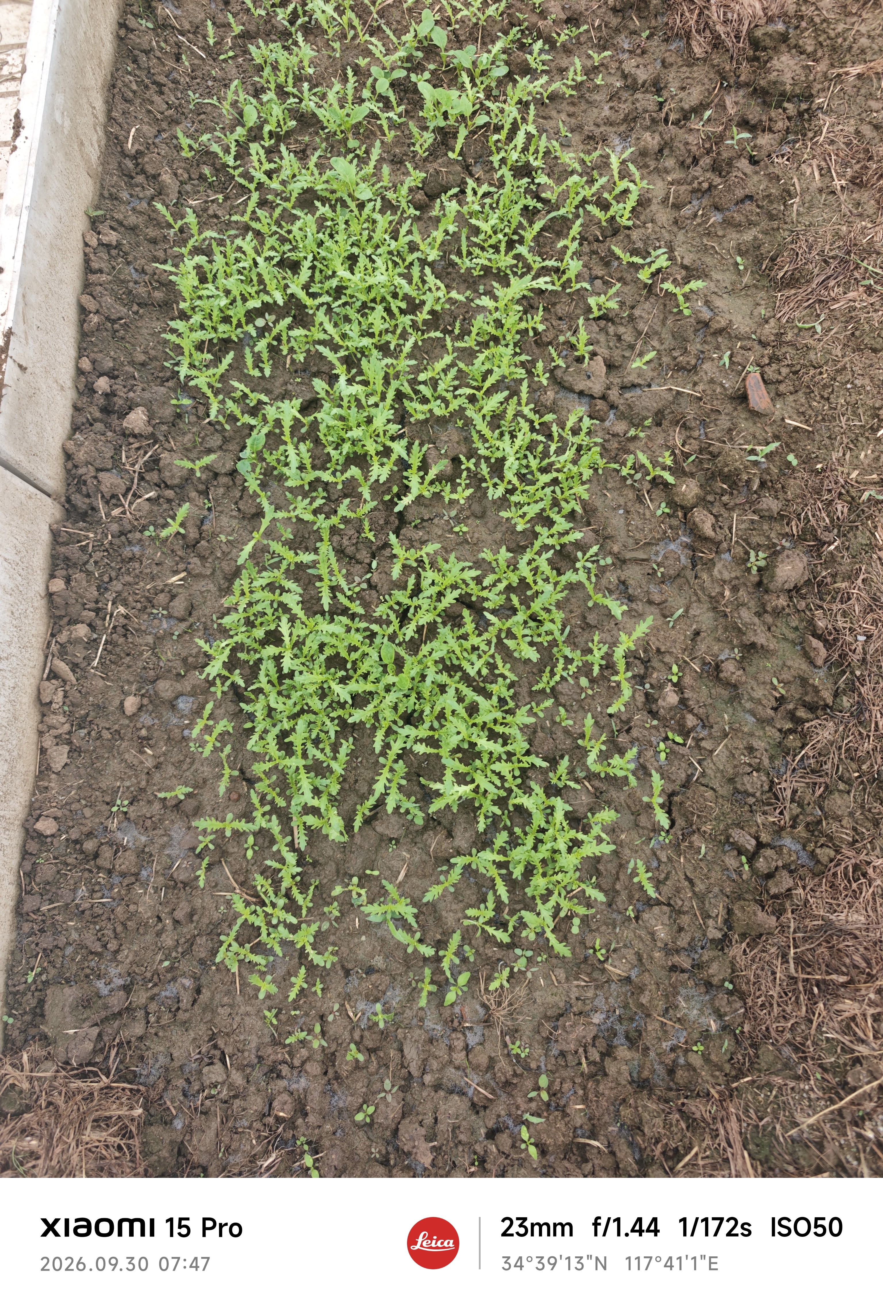 北蔬趴地菠菜种子苗老品种耐寒大叶红根秋冬菜籽 趴地香菠菜种子20g 实拍图