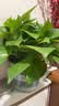 京东绿植绿萝盆栽除甲醛花卉绿植办公室新房净化空气180加仑4盆装源头直发 实拍图
