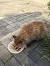 力狼猫罐头补水汤罐猫咪汤包幼猫成猫零食宠物食品猫湿粮 【28罐囤货装】混合口味汤罐85g 实拍图