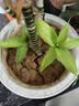 花翁富贵竹水培绿植招财转运室内客厅水养花卉盆栽植物文昌竹源头直发 实拍图