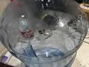 拜杰纯净水桶 食品级PC桶装水桶 矿泉水桶水桶手提户外桶 大容量19L 实拍图