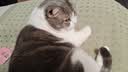 网易严选全价猫粮4.0 宠物主粮成幼猫无谷多重禽肉高蛋白 鸡鸭禽肉味10kg 实拍图