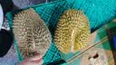 京鲜生 进口金枕头新鲜榴莲 净重4-5斤 1个装 生鲜水果 实拍图