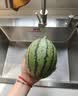 藤上熟吊秧冰糖小西瓜1粒 1.2kg 实拍图
