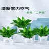 叹为观止18种吊兰任你选金边吊兰各种盆栽花卉客厅垂吊桌面植物净化空气 金钻【陶瓷盆】 含盆 实拍图