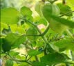星宸花草博士兰花专用土植料营养土君子兰蝴蝶兰种植颗粒松树皮兰草兰科6L 实拍图