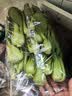 大菠菜300g 实拍图
