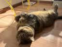 囧宝猫砂豆腐猫砂京东自营送货上门强效除臭猫咪猫砂宠物除臭4.6斤 实拍图