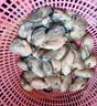 海鲜世家冷冻生蚝肉净重1.6斤 40-60只/袋牡蛎肉火锅烧烤食材生鲜贝类聚餐 实拍图