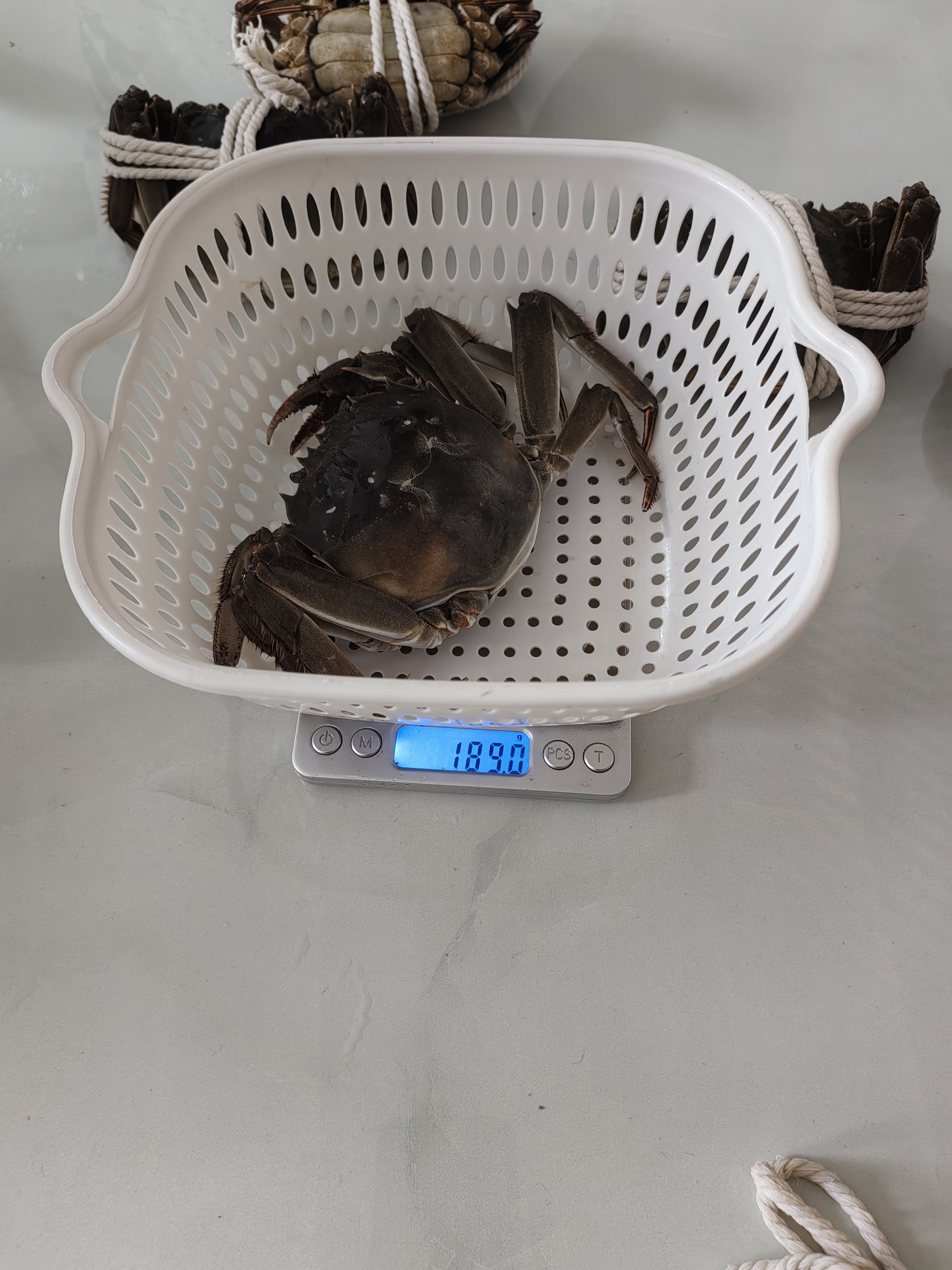 【活蟹】漁家师傅大闸蟹全母4.0-4.3两6只 去绳足重鲜活现货螃蟹生鲜水产海鲜礼盒 实拍图