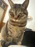 皇家猫粮 成猫猫粮 营养均衡 F32 通用粮 1-7岁 4.5kg*2 实拍图