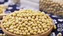 素养生活有机黄豆450g 东北大豆 黄豆 黄豆酱原料  打豆浆可发芽五谷杂粮 实拍图