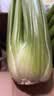 京鲜生山东新鲜大西芹净重4.5斤榨汁现挖芹菜鲜嫩蔬菜 去半叶源头直发 实拍图