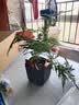 绿萝文竹九里香小叶赤楠禅意盆栽办公室桌面植物小盆景绿植花卉苗 文竹+舍得盆+方底托+青苔 实拍图
