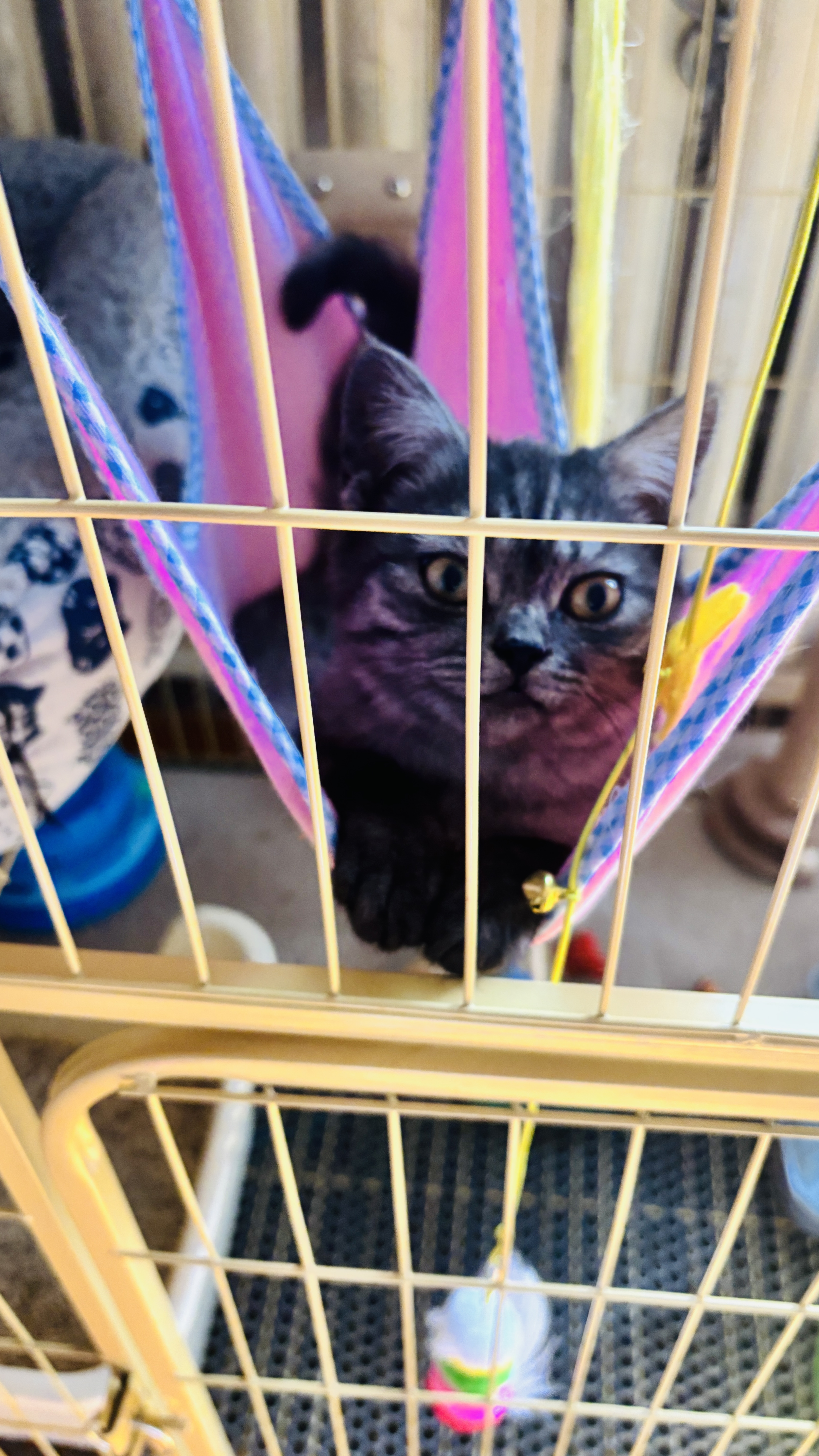 麦富迪猫粮 超肉粒冻干双拼幼猫粮免疫护肠胃 三文鱼2kg 实拍图