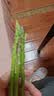 【烧烤季】芦笋200g（长度≤25cm） 实拍图