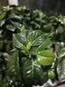 德沃多栀子花专用植物营养液500ml肥料绿植水培有机浓缩液体肥 实拍图