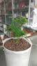 文竹盆栽绿植花卉盆景植物室内客厅水培文松云竹文竹大苗四季常青 小文竹【1颗】原盆原土球发货 高度15-25cm 实拍图
