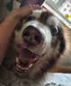 麦富迪狗粮 无谷牛肉双拼狗粮成犬 小型犬中大型犬通用10kg/20斤 实拍图