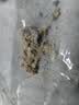 苏泊尔除螨仪器热销TOP1大功率宠物除毛双杯除螨防缠床上吸尘器高温杀菌吸尘三合一大吸力除螨机R8 Pro 实拍图