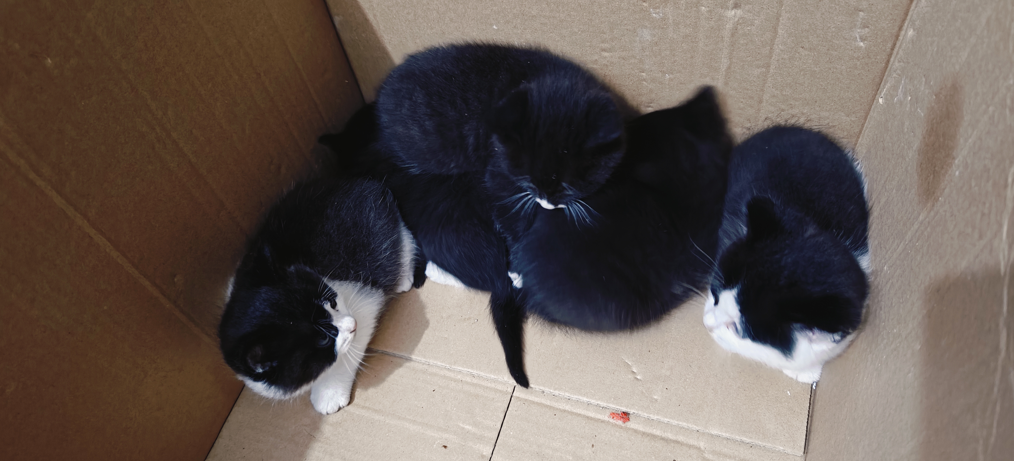 皇家猫粮 幼猫猫粮 幼猫专用 K36 通用粮 4-12月 400g 实拍图