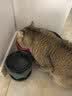 皇家猫粮 成猫猫粮 营养均衡 F32 通用粮 1-7岁 4.5KG【宠物金选】 实拍图
