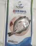 仙泉湖三去白蕉海鲈鱼1斤/条净膛刺少肉厚珠海特产500g海鲜水产生鲜食材 实拍图
