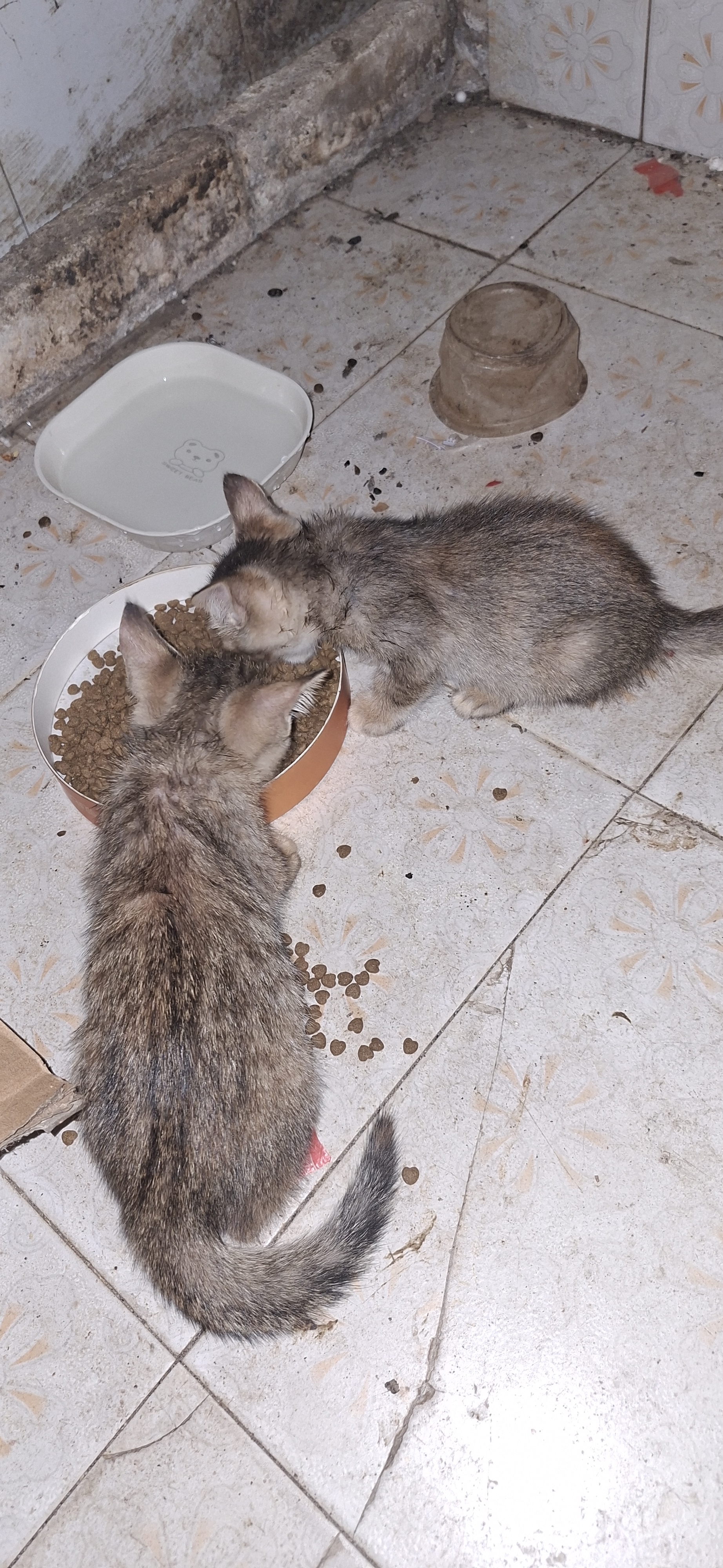 LEGENDSANDY蓝氏乳鸽猫粮幼猫成猫猫零食主食猫条餐包猫咪尝鲜大礼包246g 实拍图