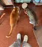 皇家猫粮 成猫猫粮 营养均衡 F32 通用粮 1-7岁 4.5KG【宠物金选】 实拍图