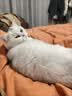 皇家猫粮 成猫猫粮 室内长毛猫 ILH35 通用粮 1-7岁 4.5KG 实拍图