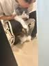 红狗化毛膏猫咪专用排除毛球维生素添加鱼油膳食纤维毛球症温和120g 实拍图