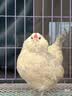 正大鸡小胸2斤【美食大赛同款】 鸡胸肉里脊肉烧烤鸡排早餐 实拍图