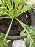 史丹利有机营养土10L*2 园艺有机土通用型种花种菜养花专用土壤种植土 实拍图