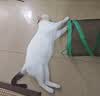 冠能猫粮成猫猫粮三文鱼味7kg 全价猫粮 稳固免疫 适口性强 实拍图