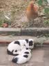 麦斯蒂猫咪零食益生元鸡肉猫条湿粮肉条成幼猫营养补水 鸡肉18g*101条 实拍图