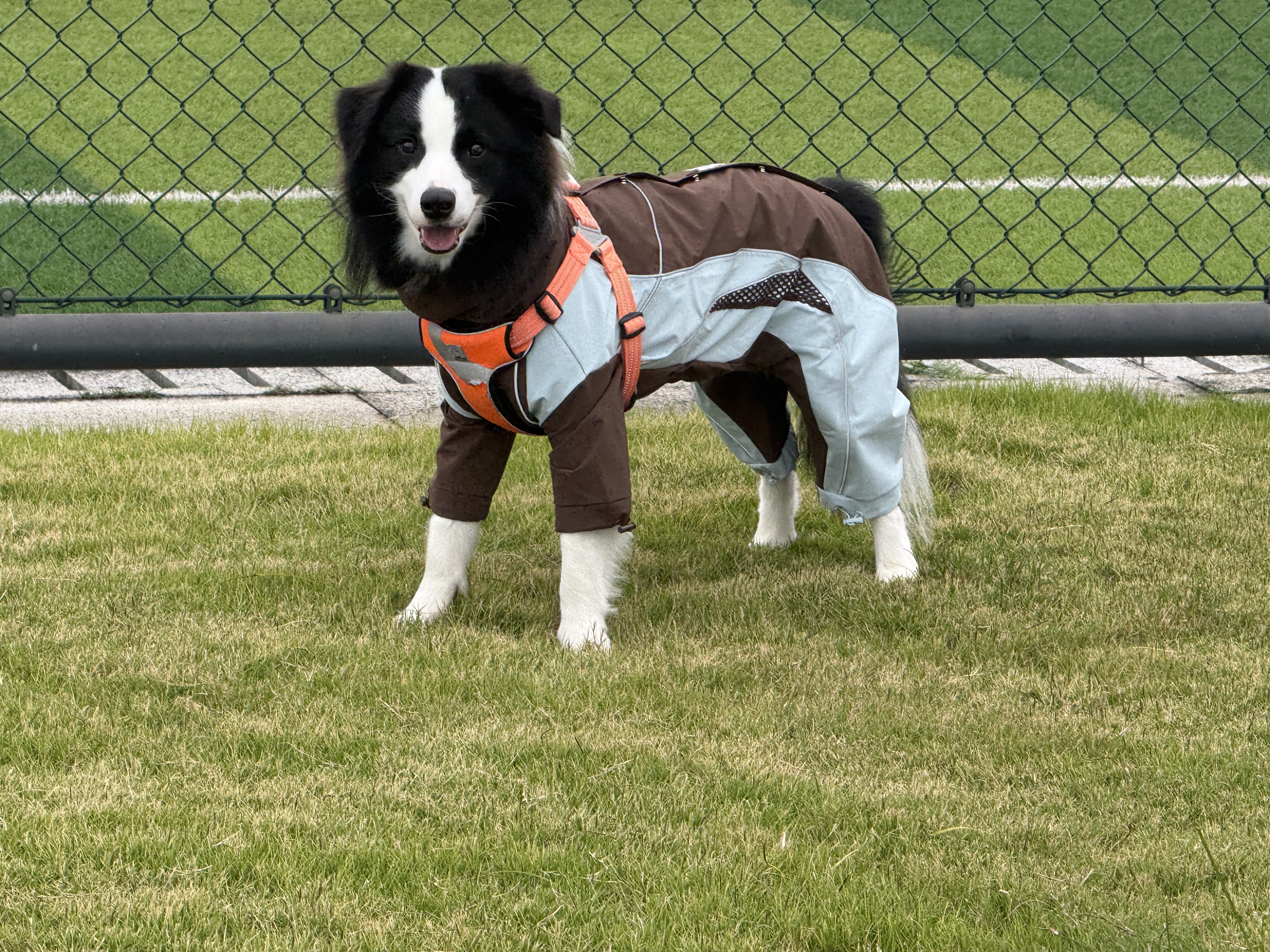 皇家狗粮 成犬狗粮 犬粮 宠物 中型犬 M25 全价犬粮 ≥12月 4KG 实拍图