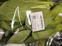 上海青约500g(油菜) 实拍图