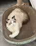 疯狂的主人猫抓板窝特大号猫玩具猫爪板猫抓盆不掉屑猫窝椭圆形瓦楞纸 实拍图