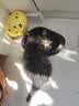 多特思羊奶系列猫零食罐头24罐成猫幼猫通用肠胃友好猫湿粮鸡丝撞奶 实拍图