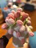 三彩熊52朵玫瑰花束毯子女生送闺蜜生日礼物女士新婚礼物订婚实用伴手礼 实拍图