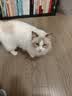皇家猫粮 室内成猫粮 I27 通用粮 12月以上 2KG【宠物金选】 实拍图