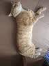 伟嘉猫粮成猫全价猫粮亮毛蓝猫均衡营养10kg海洋鱼夹心粮【原料透明】 实拍图