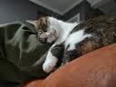 有鱼猫罐头成猫幼猫湿粮猫咪补水零食罐三文鱼口味80g*12罐 实拍图