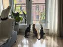 网易严选全价猫粮4.0 宠物主粮成幼猫无谷多重禽肉高蛋白 鸡鸭禽肉味10kg 实拍图