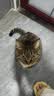 囧宝猫砂矿砂猫砂除臭香味膨润土猫砂钠基矿活性炭除臭不粘底猫砂20斤 原味矿砂20斤*2包 实拍图