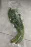 【火锅季】带根香菜100g 实拍图