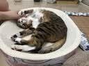 皇家猫粮 成猫猫粮 营养均衡 F32 通用粮 1-7岁 4.5KG【宠物金选】 实拍图